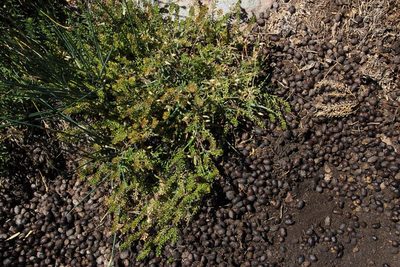 Lepidium africanum, photographed by Tony Rebelo