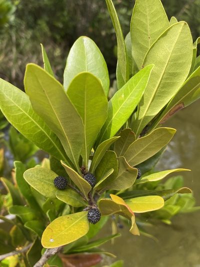 Myrica inodora, photographed by Matt Berger