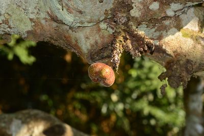 Ficus auriculata, photographed by S.MORE