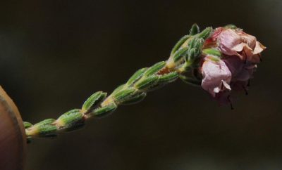 Erica sphaerocephala, photographed by Tony Rebelo