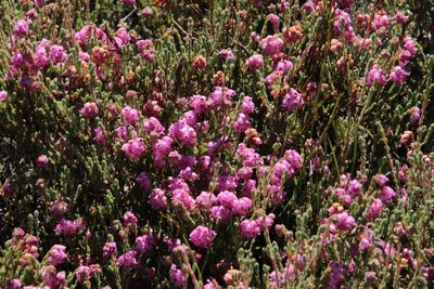 Erica sphaerocephala, photographed by Tony Rebelo
