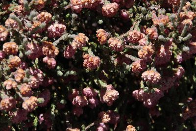 Erica sphaerocephala, photographed by Tony Rebelo