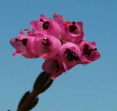 Erica sphaerocephala, photographed by Tony Rebelo