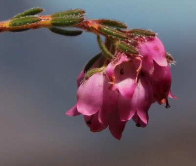Erica sphaerocephala, photographed by Tony Rebelo