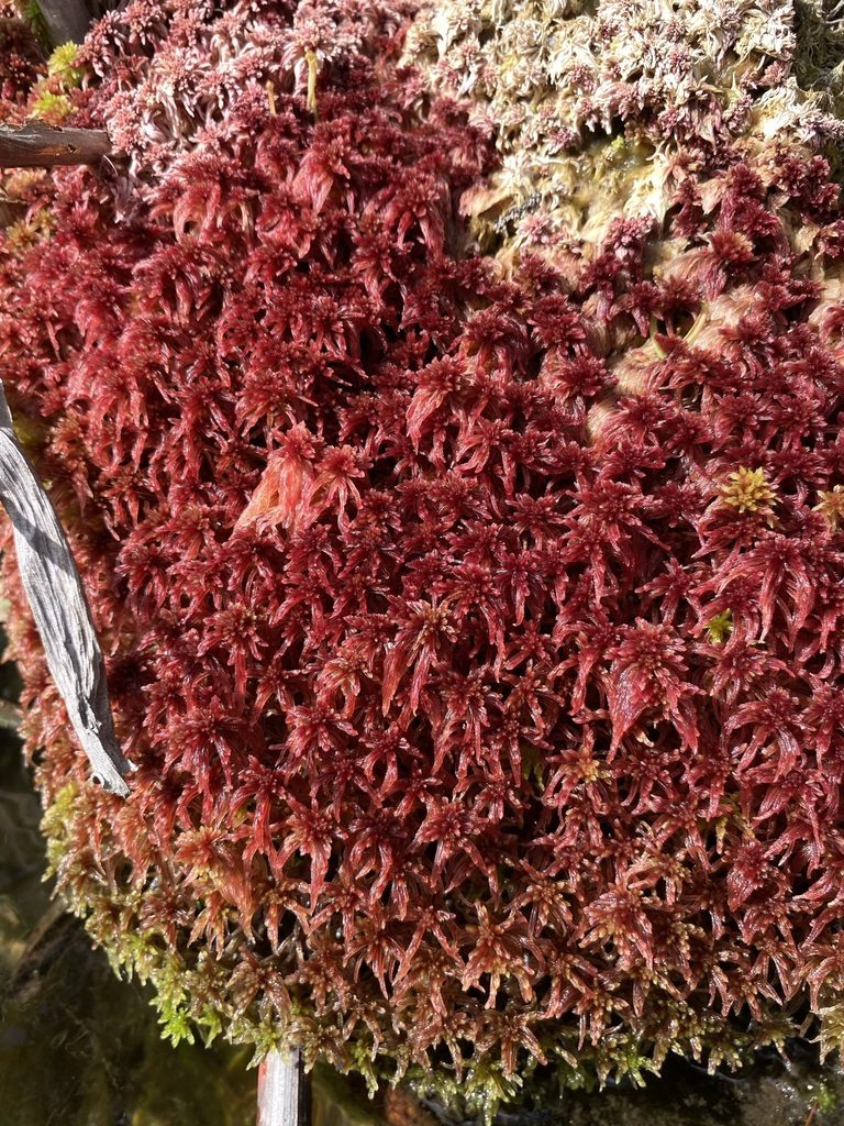 Sphagnum bartlettianum, photographed by Matt Berger