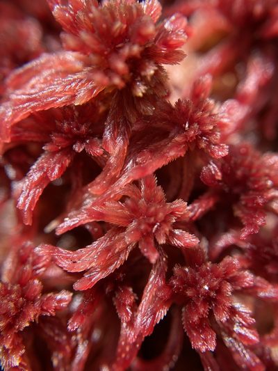 Sphagnum bartlettianum, photographed by Matt Berger