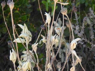 Phlomis purpurea, photographed by Duarte Frade