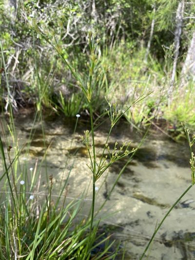 Juncus polycephalus, photographed by Matt Berger