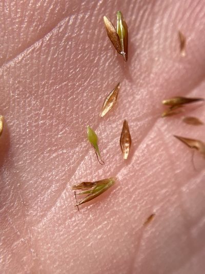 Rhynchospora chalarocephala, photographed by Matt Berger