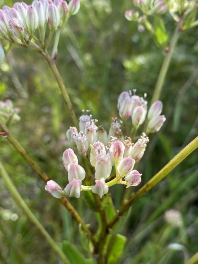 Arnoglossum sulcatum, photographed by Matt Berger