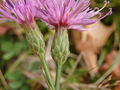 Serratula tinctoria, photographed by Carminda Santos