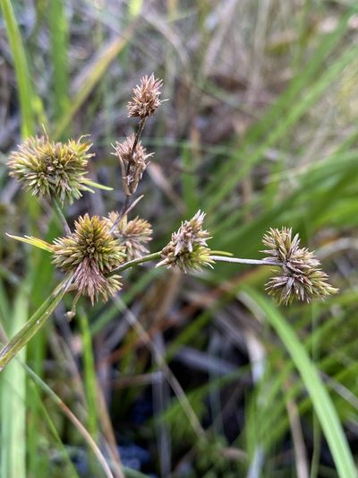 Juncus polycephalus, photographed by Matt Berger
