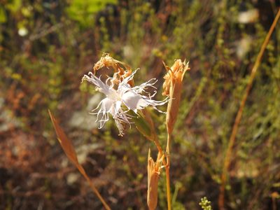 Dianthus broteri, photographed by Duarte Frade