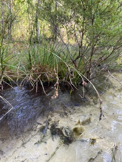 Rhynchospora glomerata, photographed by Matt Berger