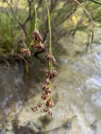 Rhynchospora glomerata, photographed by Matt Berger