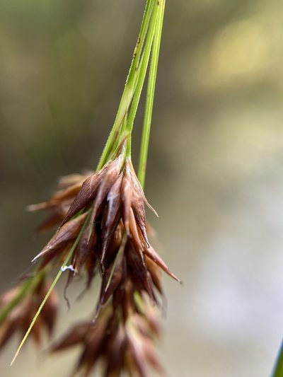 Rhynchospora glomerata, photographed by Matt Berger