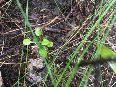 Coprosma spathulata, photographed by Jenny Christianson