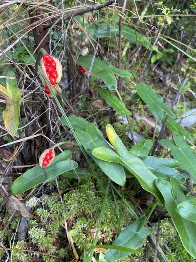 Peltandra sagittifolia, photographed by Matt Berger