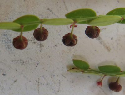 Phyllanthus parvulus, photographed by Ryan van Huyssteen