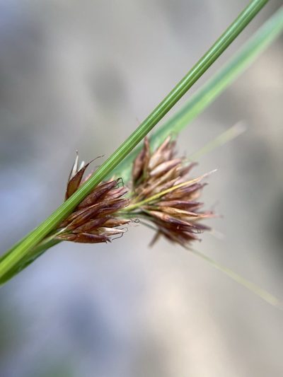 Rhynchospora chalarocephala, photographed by Matt Berger
