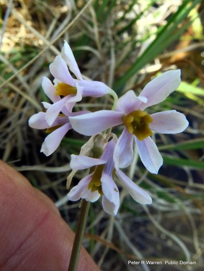 Tulbaghia natalensis, photographed by Peter Warren