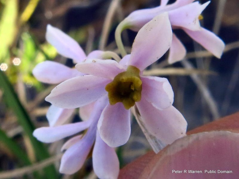 Tulbaghia natalensis, photographed by Peter Warren