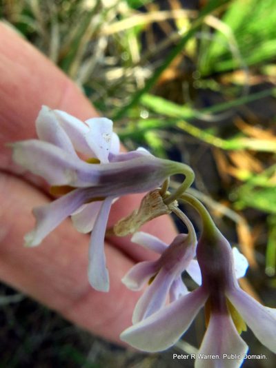 Tulbaghia natalensis, photographed by Peter Warren