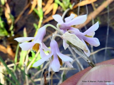 Tulbaghia natalensis, photographed by Peter Warren