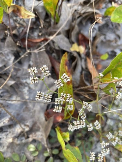 Paronychia patula, photographed by Matt Berger