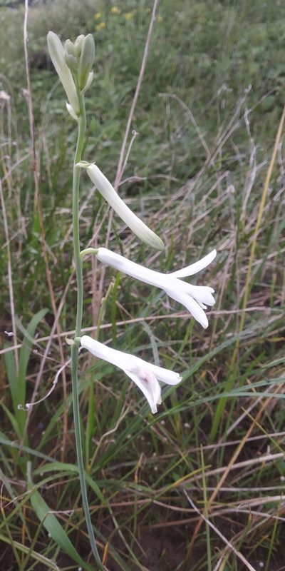 Dipcadi concanense, photographed by S.MORE