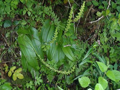 Satyrium parviflorum, photographed by Nicola van Berkel