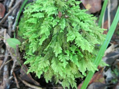 Lopidium struthiopteris, photographed by Di Turner