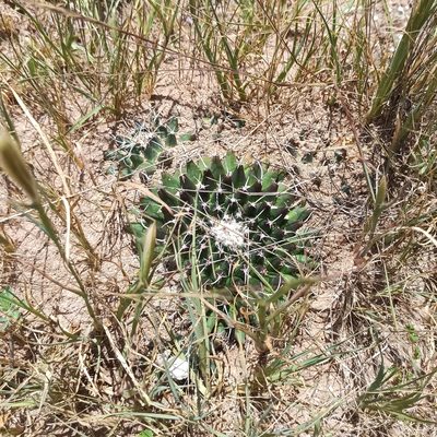 Mammillaria magnimamma, photographed by Juan Carlos Fonseca Mata