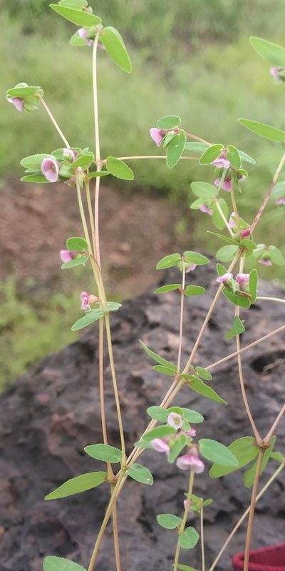 Euphorbia concanensis, photographed by S.MORE