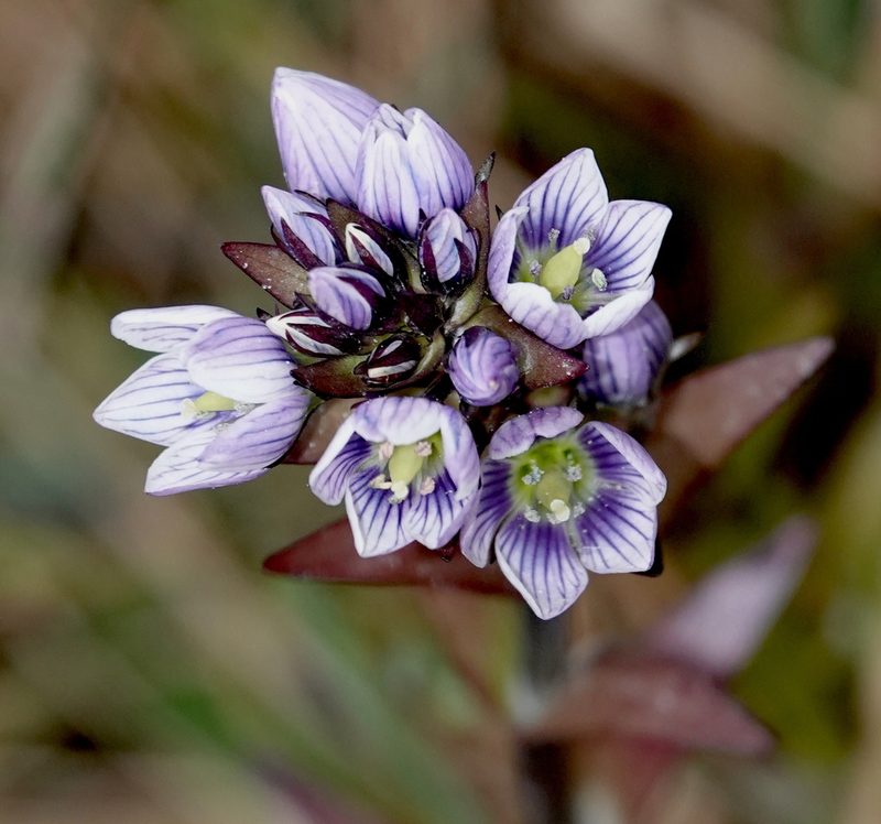 Gentianella selaginifolia, photographed by desertnaturalist