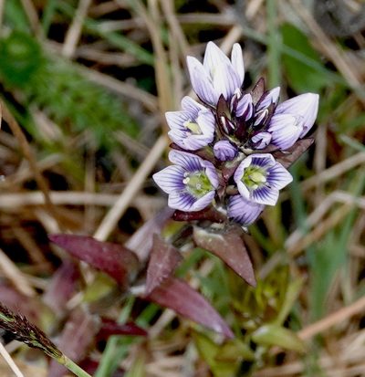 Gentianella selaginifolia, photographed by desertnaturalist