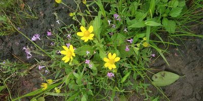 Senecio bombayensis, photographed by S.MORE