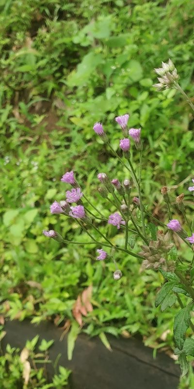 Senecio bombayensis, photographed by S.MORE