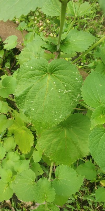 Equilabium molle, photographed by S.MORE