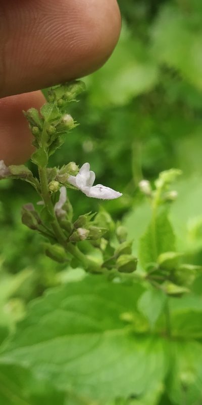 Equilabium molle, photographed by S.MORE