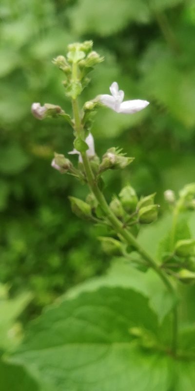Equilabium molle, photographed by S.MORE