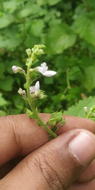 Equilabium molle, photographed by S.MORE