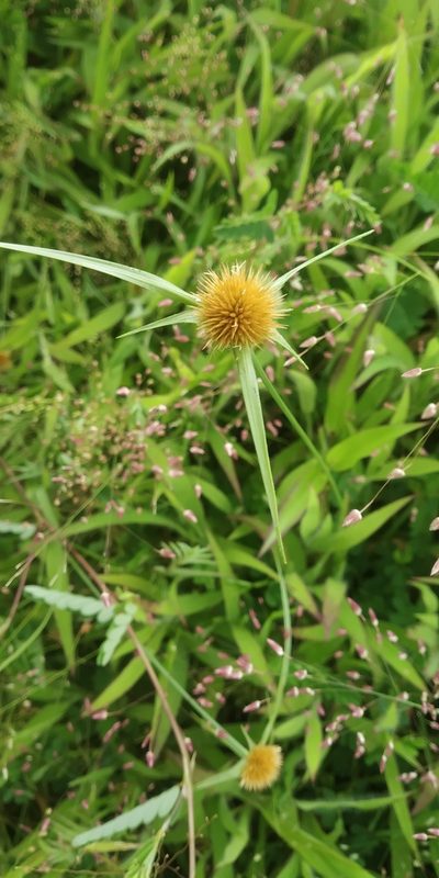 Rhynchospora wightiana, photographed by S.MORE