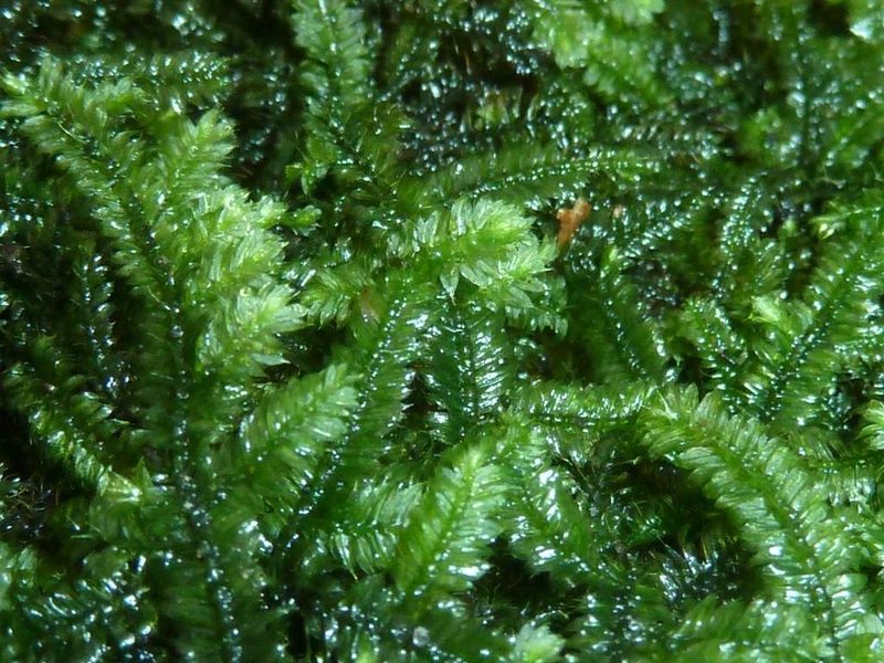 Racopilum capense, photographed by M Kriek