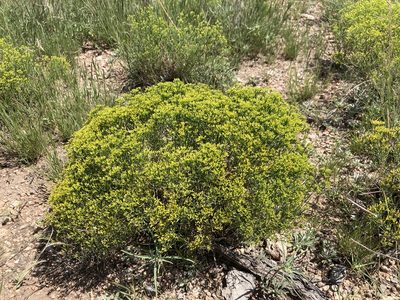 Gutierrezia microcephala, photographed by Cecelia Alexander