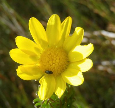 Euryops pinnatipartitus, photographed by Nicola van Berkel