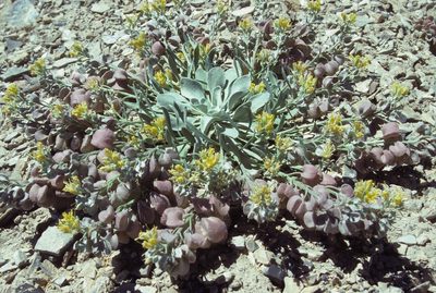 Physaria chambersii, photographed by Jim Morefield