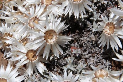 Helichrysum stoloniferum, photographed by Tony Rebelo