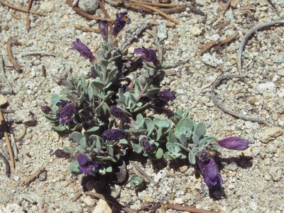 Penstemon thompsoniae, photographed by Jim Morefield