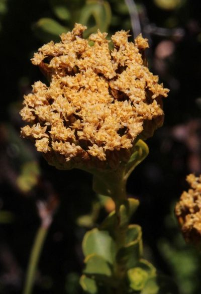 Athanasia cuneifolia, photographed by Tony Rebelo